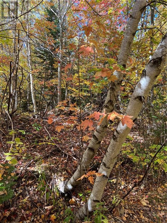 Lot Scotch Settlement Road, Irishtown, New Brunswick  E1H 1R1 - Photo 16 - M147615