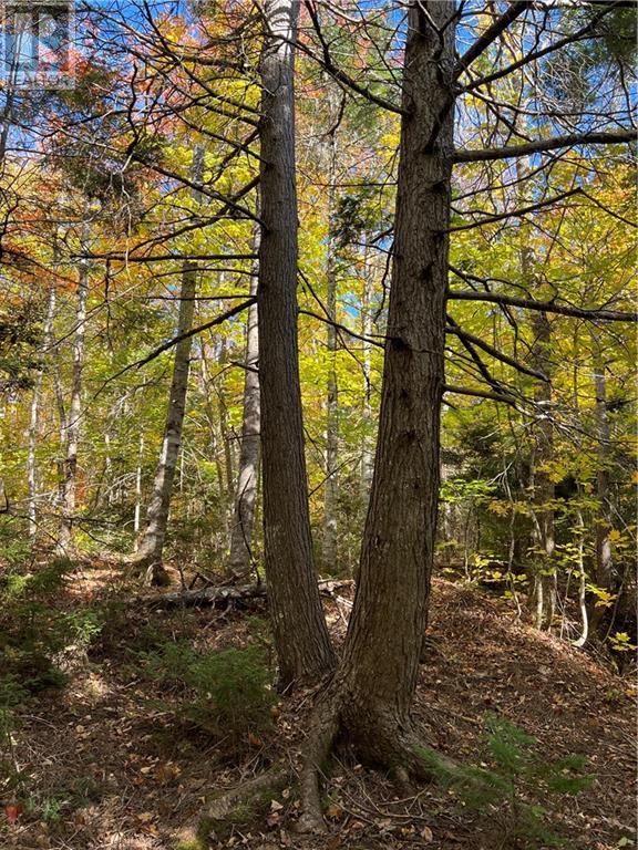 Lot Scotch Settlement Road, Irishtown, New Brunswick  E1H 1R1 - Photo 17 - M147615