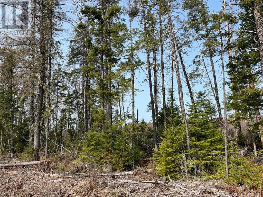 Lot 02 Beaverbrook Road, Miramichi, New Brunswick  E1V 0H9 - Photo 4 - NB086737