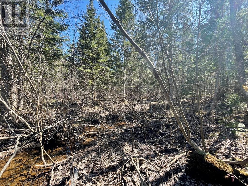 Lot Route 126, Rogersville, New Brunswick  E4Y 2N8 - Photo 31 - M156681