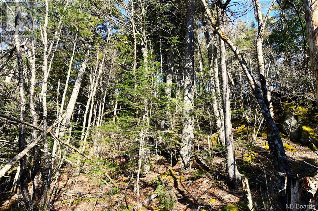 Lot 86-103 Fundy Drive, Wilsons Beach, New Brunswick  E5E 1X2 - Photo 8 - NB097050