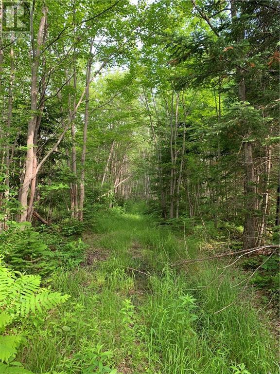 225 South Black River Road, Black River Bridge, New Brunswick  E1N 5S8 - Photo 12 - M158156