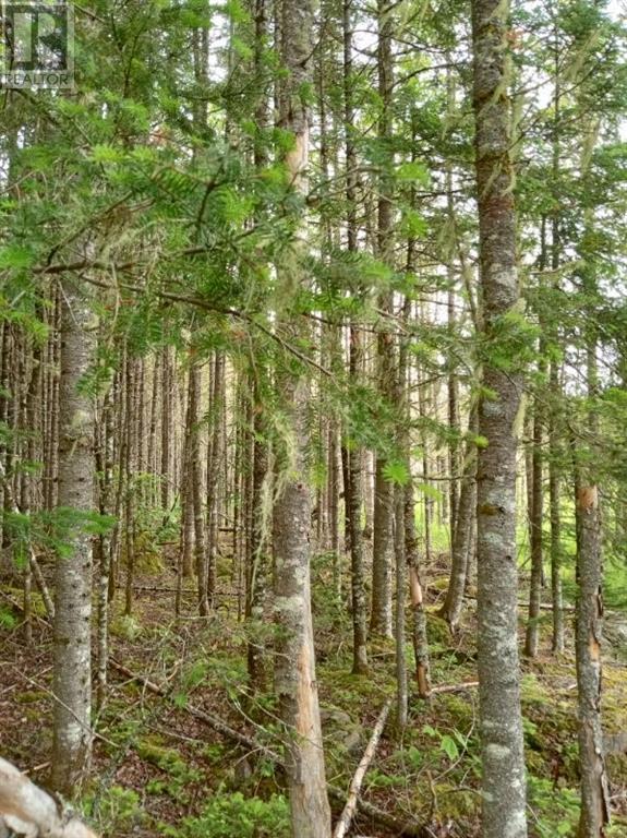 Lot 10 Richibuto Road, Noonan, New Brunswick  E4A 7H4 - Photo 17 - M158340