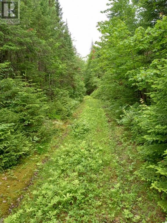 Lot 10 Richibuto Road, Noonan, New Brunswick  E4A 7H4 - Photo 23 - M158340