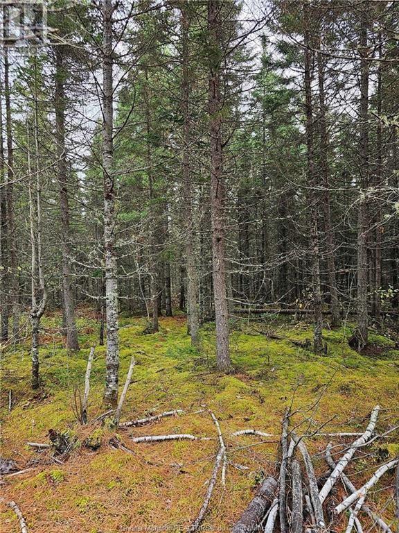 Lot 23-2 De La Paix, Sainte-Marie-De-Kent, New Brunswick  E4S 2L8 - Photo 12 - M158468