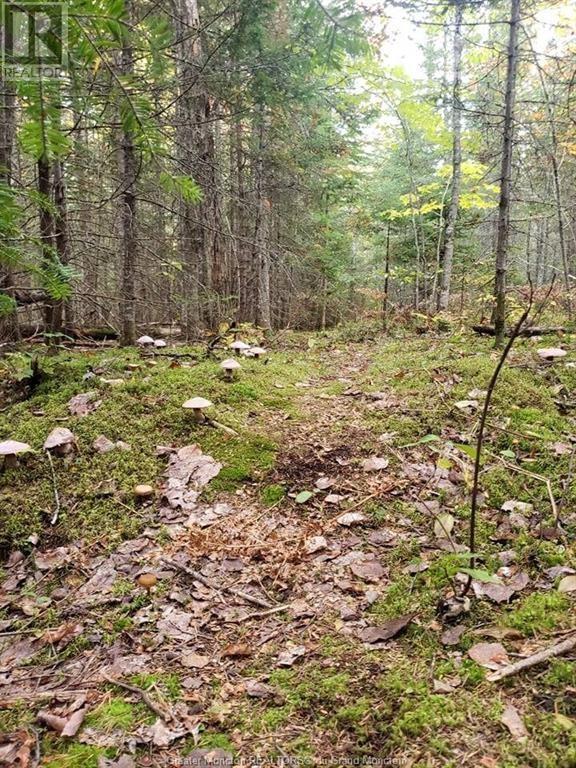 Lot 23-2 De La Paix, Sainte-Marie-De-Kent, New Brunswick  E4S 2L8 - Photo 13 - M158468