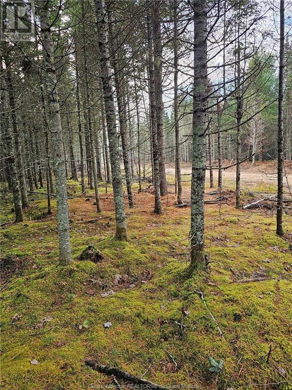 Lot 23-2 De La Paix, Sainte-Marie-De-Kent, New Brunswick  E4S 2L8 - Photo 17 - M158468