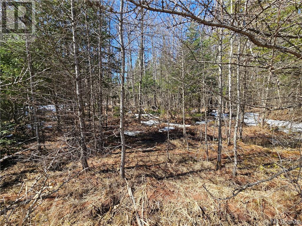 Lot Route 385, Plaster Rock, New Brunswick  E7G 3H8 - Photo 3 - NB097587