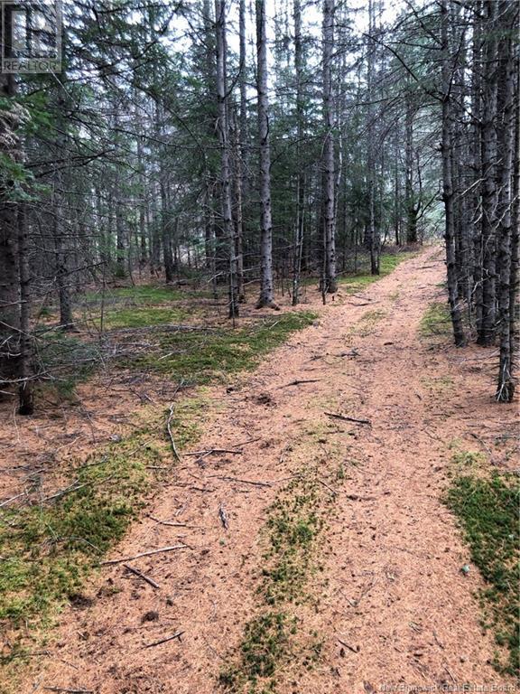 Lot Green Hill Lake Road, Greenhill, New Brunswick  E6E 1E9 - Photo 10 - NB097935