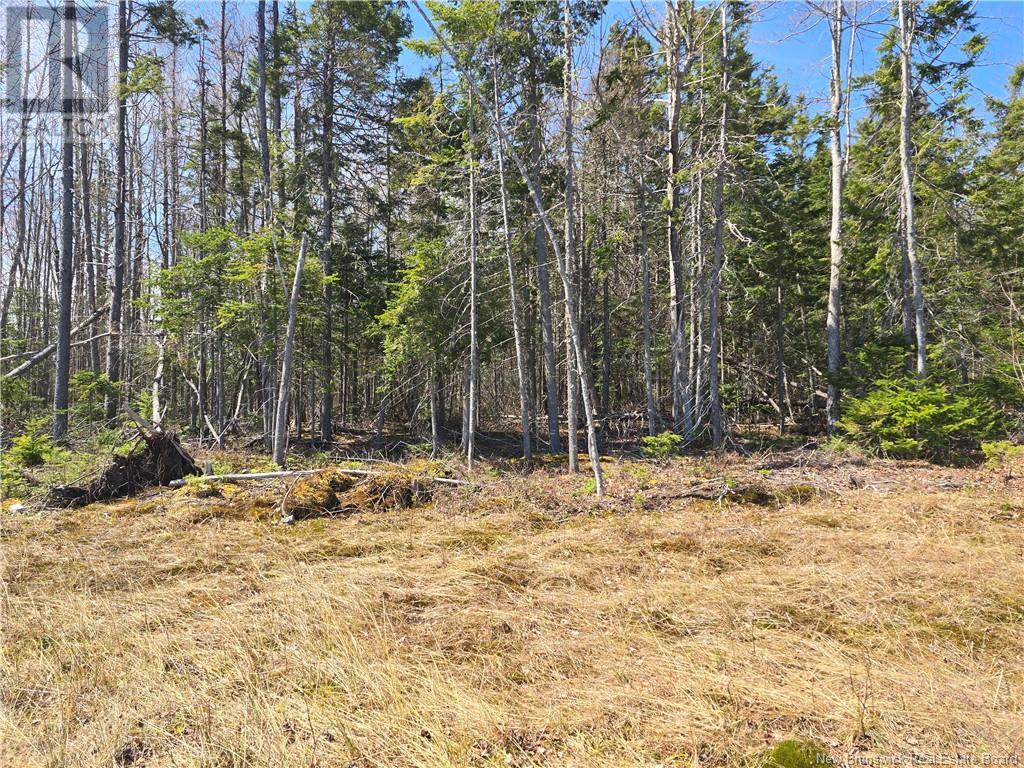 9 Acres North Black River Road, Black River Bridge, New Brunswick  E1N 5T3 - Photo 22 - NB098221