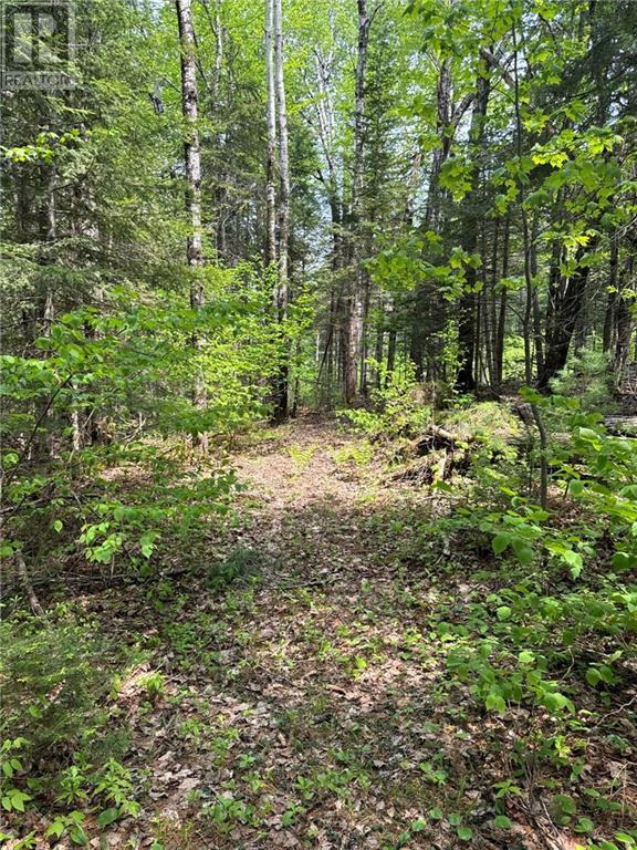 Lot B Davidson Road, Anagance, New Brunswick  E4Z 1C9 - Photo 3 - M159089