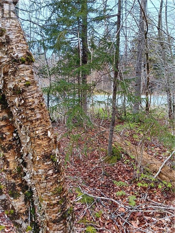 Lot 88-102 Bunker Hill Road, Campobello Island, New Brunswick  E5E 1Z3 - Photo 2 - NB098923