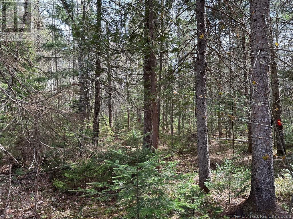 Lot 23-1 Country Shore Lane, Codys, New Brunswick  E4C 1B6 - Photo 16 - NB098620