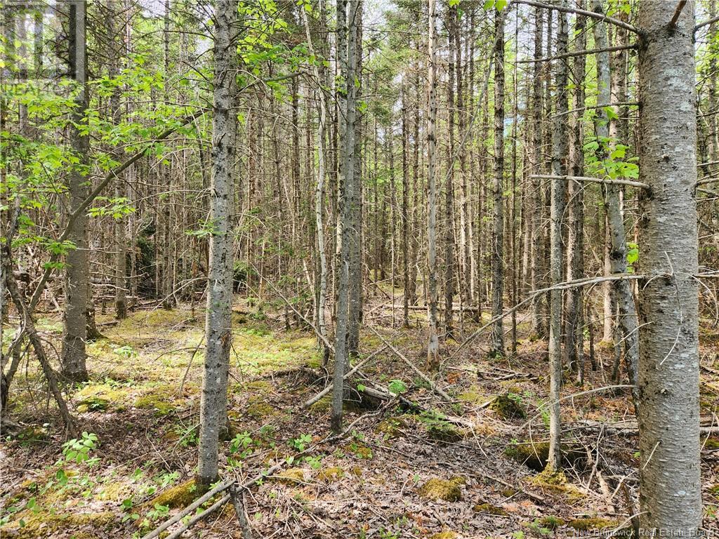 - East Scotch Settlement Road, East Scotch Settlement, New Brunswick  E5T 2M3 - Photo 4 - NB100804