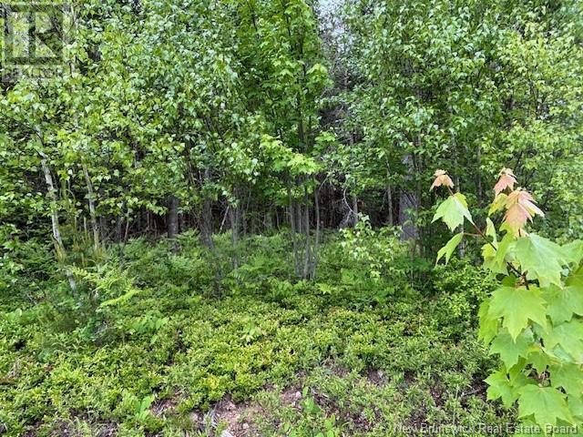 Lot 1 Canada Packers Road, Penobsquis, New Brunswick  E4G 2A2 - Photo 6 - NB101248