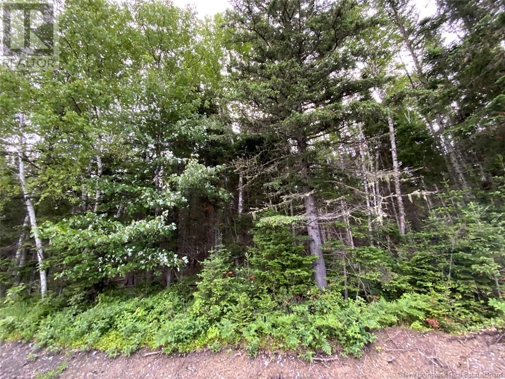 Vacant Lot Doucet Road, Green River, New Brunswick  E7C 2X2 - Photo 2 - NB101723