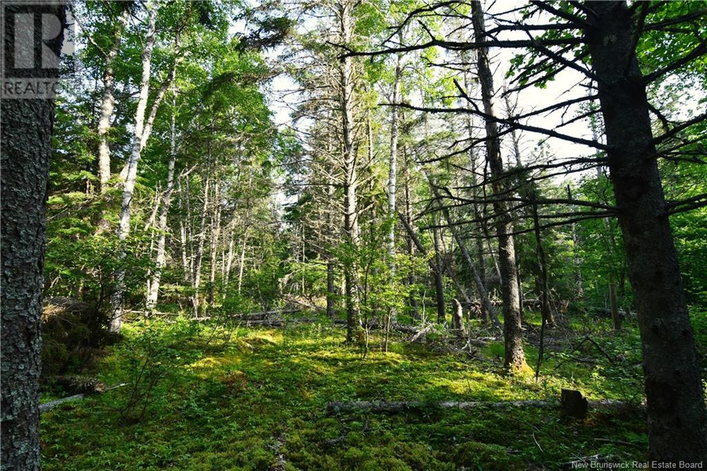 - Welshpool Back Road, Welshpool, New Brunswick  E5E 1G9 - Photo 11 - NB101967