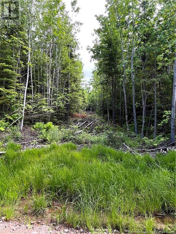 Lot 21-E Falconer, Macdougall Settlement, New Brunswick  E4V 1B3 - Photo 5 - M160384