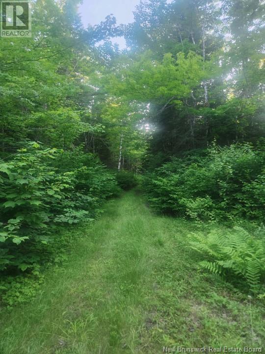 37.8 Hec Bettsburg Road, Bettsburg, New Brunswick  E9C 1L1 - Photo 6 - NB102932