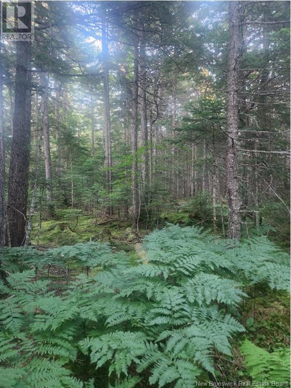 37.8 Hec Bettsburg Road, Bettsburg, New Brunswick  E9C 1L1 - Photo 7 - NB102932