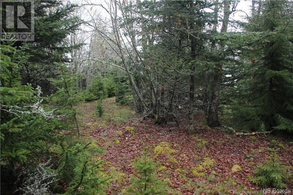 - Hills Island/mccann Island, Back Bay, New Brunswick  E5G 1G1 - Photo 29 - NB102935