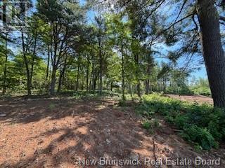 Lots Wegesegum Road, Chipman, New Brunswick  O0O 0O0 - Photo 11 - NB103333