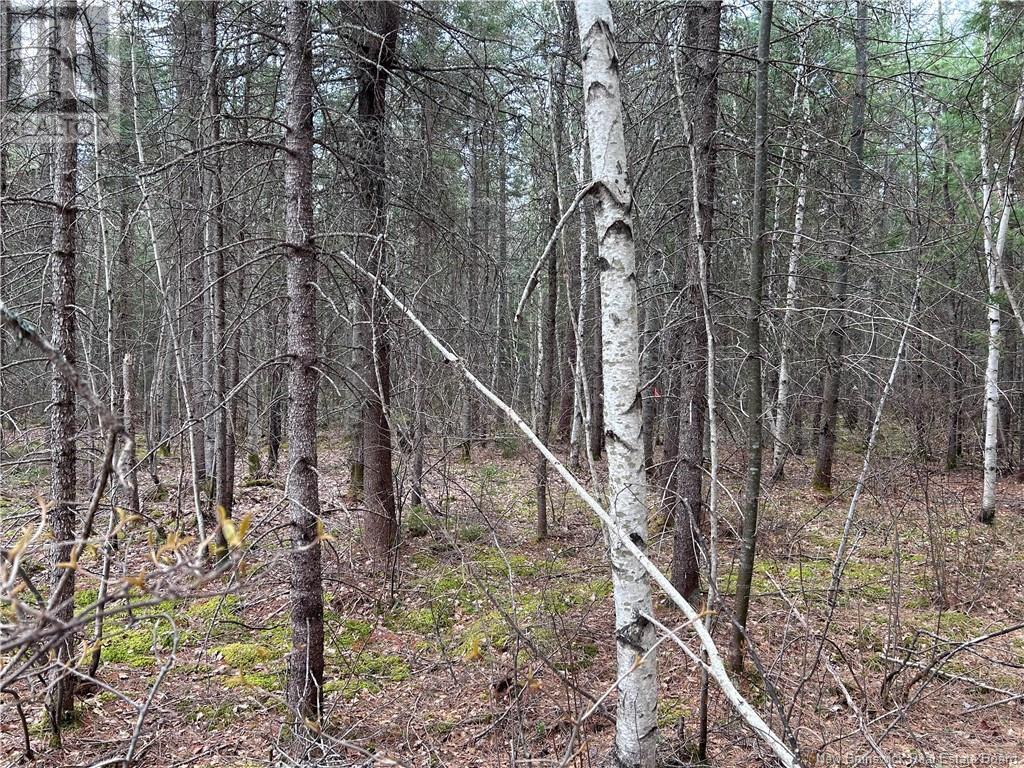 Lot 2 Coy Road, Ripples, New Brunswick  E4B 1T2 - Photo 2 - NB103591