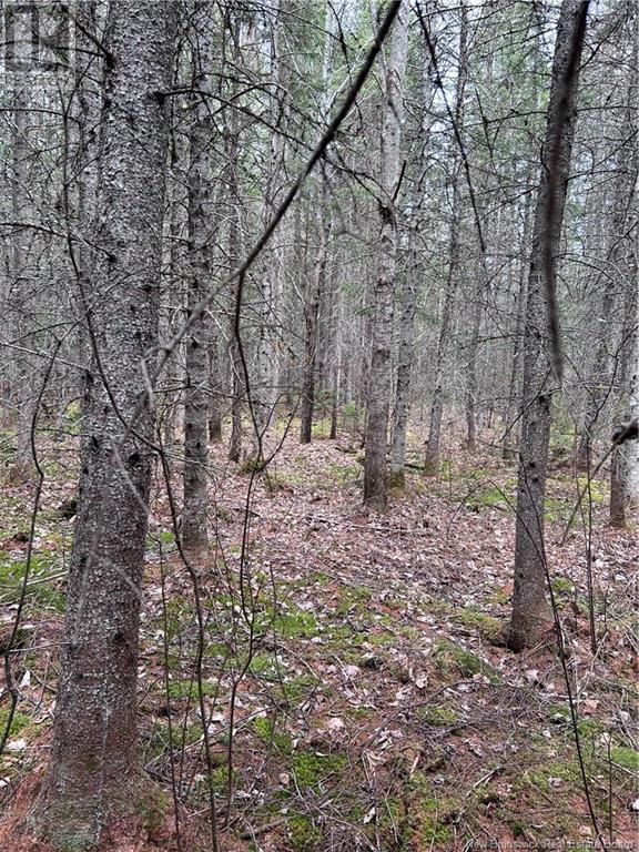 Lot 2 Coy Road, Ripples, New Brunswick  E4B 1T2 - Photo 5 - NB103591