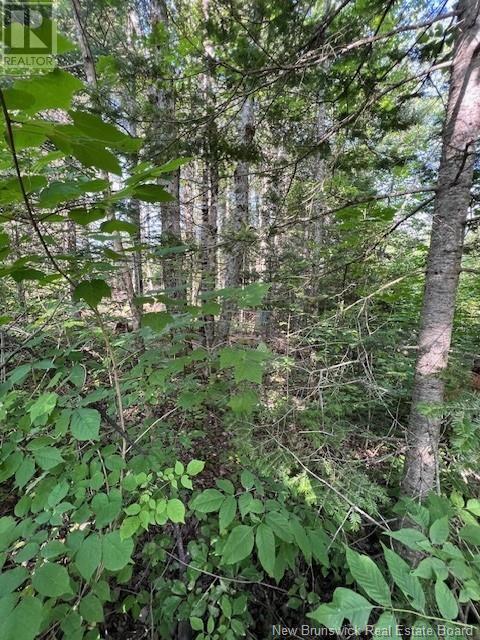 Vacant Lot G Ewart Hyde Road, Lake George, New Brunswick  E6K 3L5 - Photo 7 - NB103651