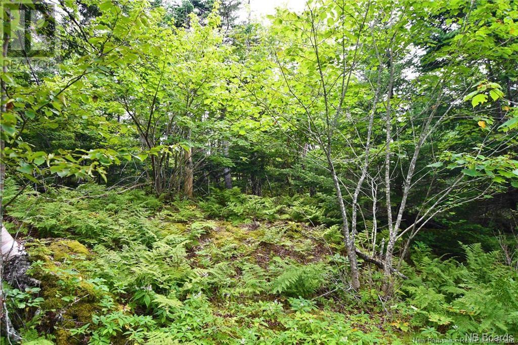 Lot 86-104 Fundy Drive, Wilsons Beach, New Brunswick  E5E 1X2 - Photo 2 - NB104313