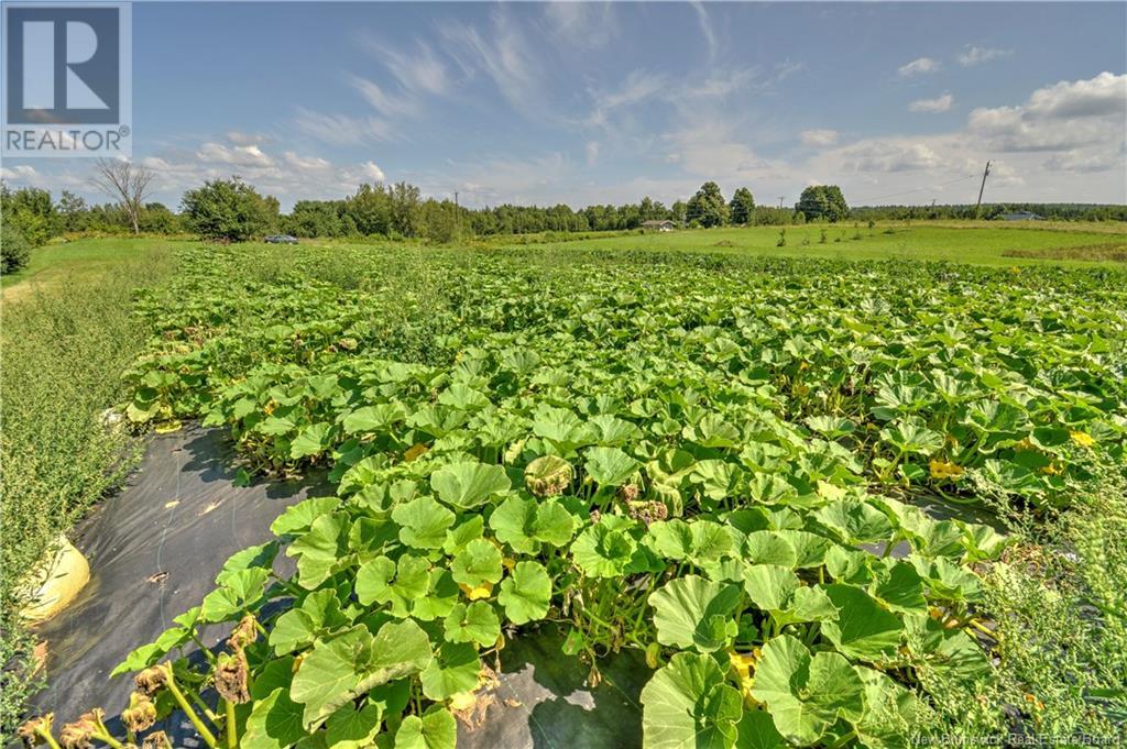 - Starkey Road, Codys, New Brunswick  E4C 1L1 - Photo 11 - NB104563