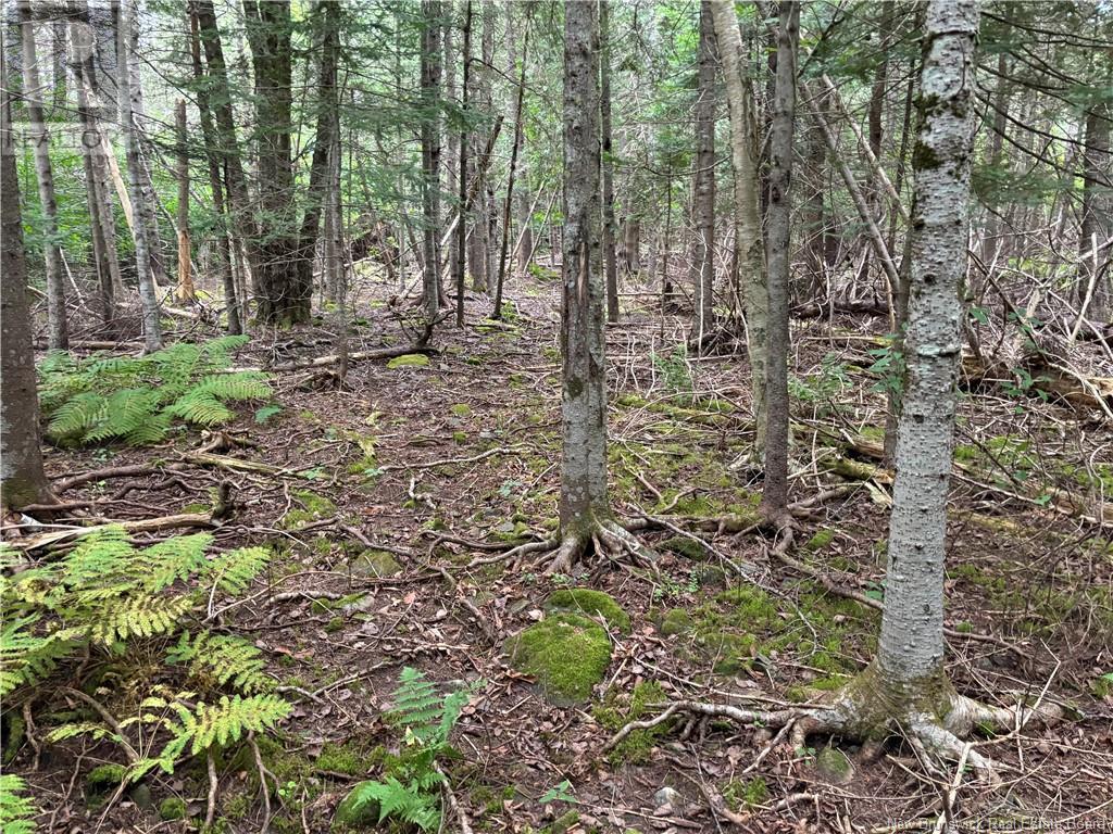 Lot 75-5 Hall Road, Lakeside, New Brunswick  E5N 7H1 - Photo 20 - NB104800