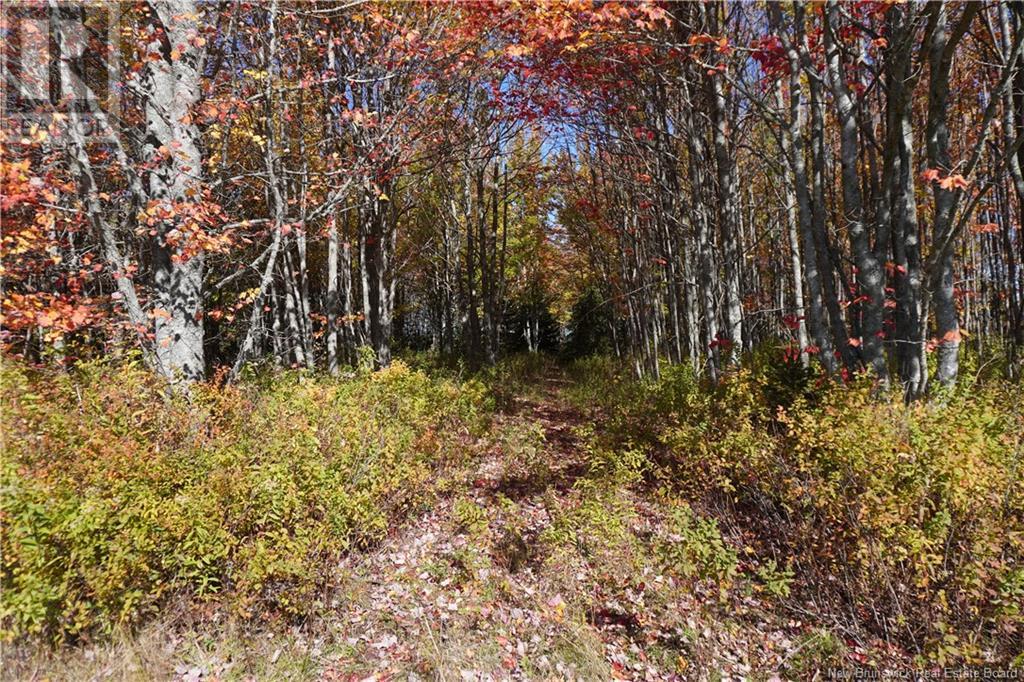 Lot 132 Route, Greater Lakeburn, New Brunswick  E1H 1Z8 - Photo 4 - NB107923