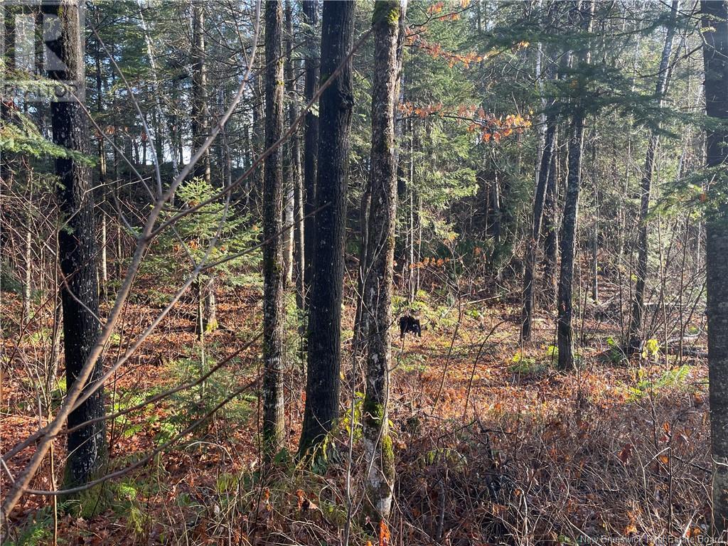 Undine Road, Dsl De Drummond/dsl Of Drummond, New Brunswick  E3Y 2E8 - Photo 12 - NB108415