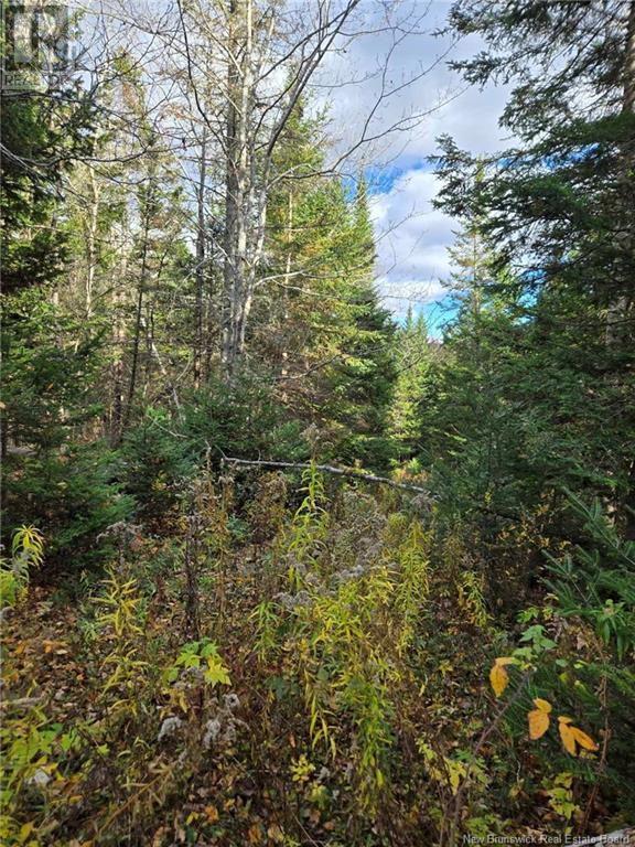 Lot Worden Road, Kingston, New Brunswick  E5N 1T4 - Photo 13 - NB108510