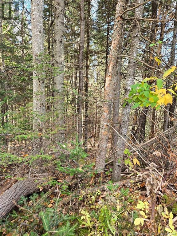 Lot Worden Road, Kingston, New Brunswick  E5N 1T4 - Photo 15 - NB108510