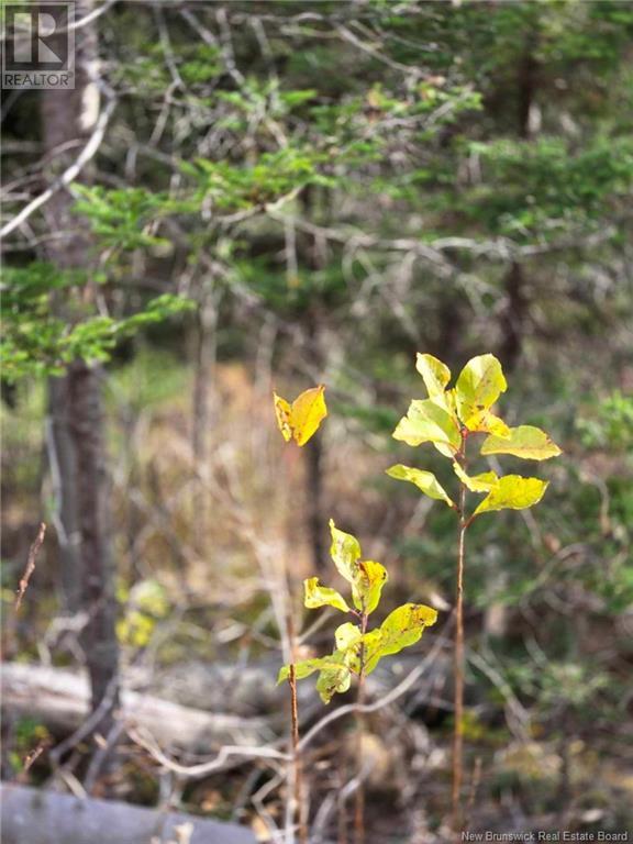 Lot Worden Road, Kingston, New Brunswick  E5N 1T4 - Photo 19 - NB108510