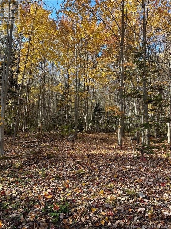 Lot North Black River Road, Black River Bridge, New Brunswick  E1N 5T3 - Photo 12 - NB108591