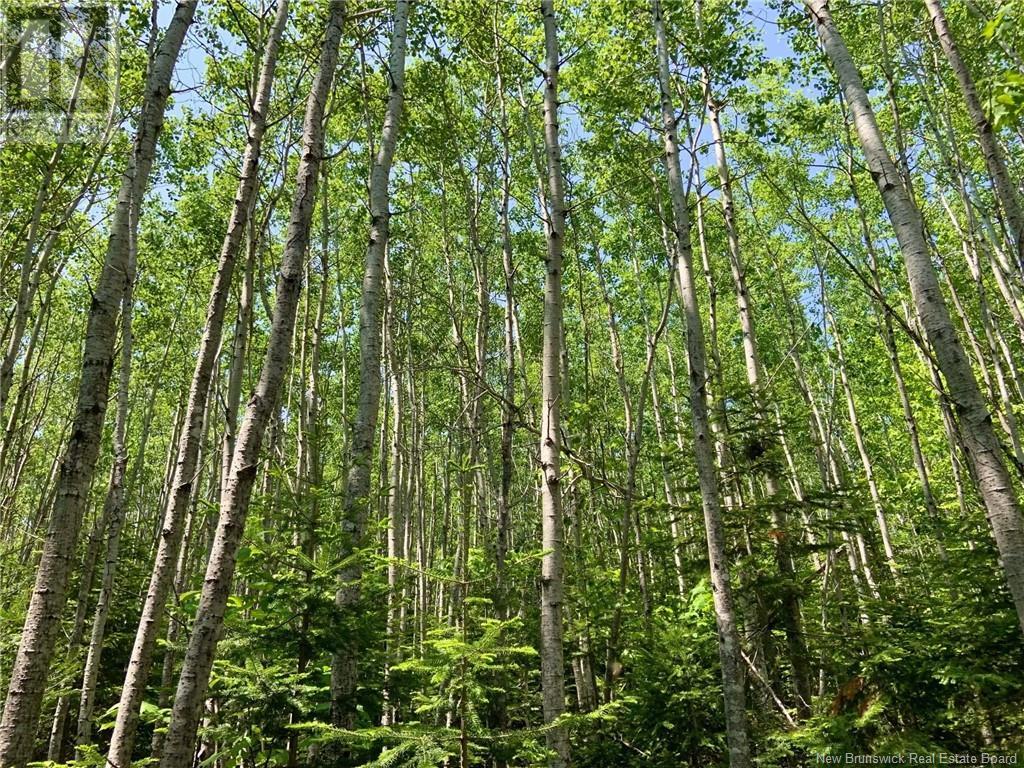 Lot North Black River Road, Black River Bridge, New Brunswick  E1N 5T3 - Photo 18 - NB108591