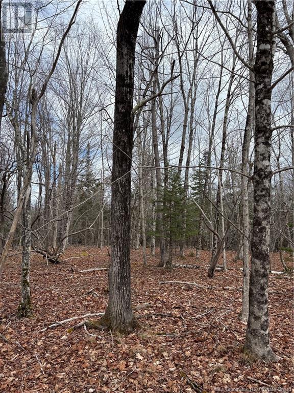4640 Route 127, Chamcook, New Brunswick  E5B 3A3 - Photo 7 - NB110589