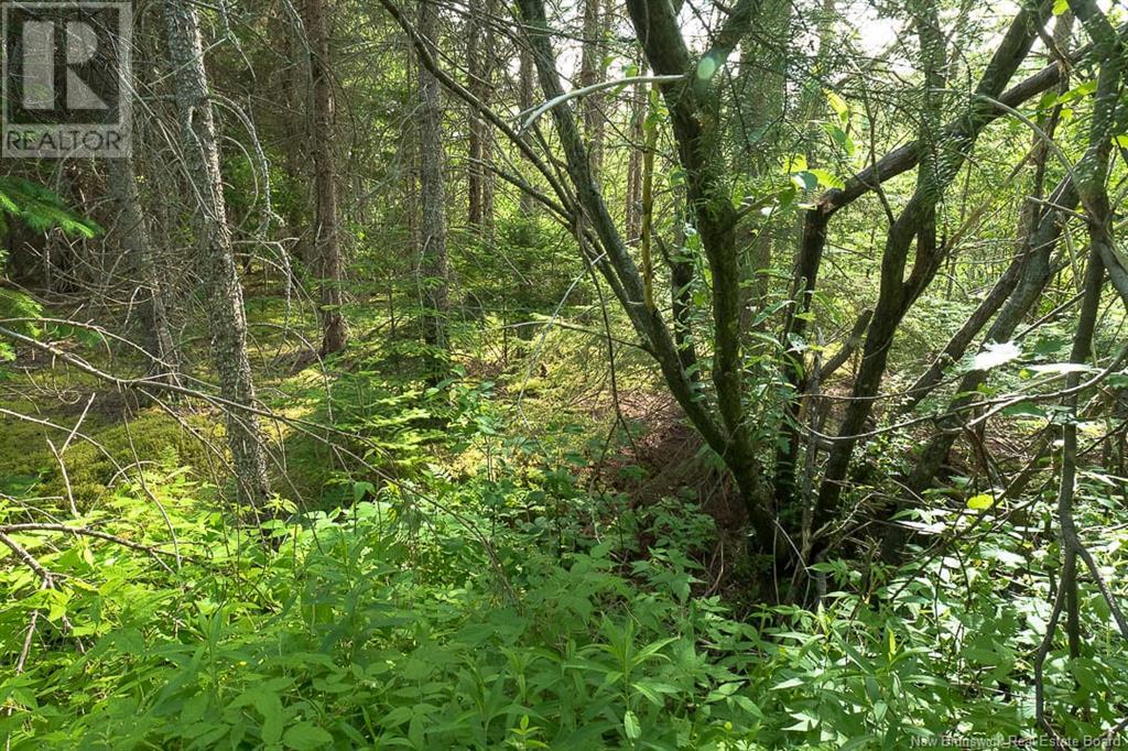 Na Back Settlement Road, Upperton, New Brunswick  E4E 3Z3 - Photo 14 - NB110780