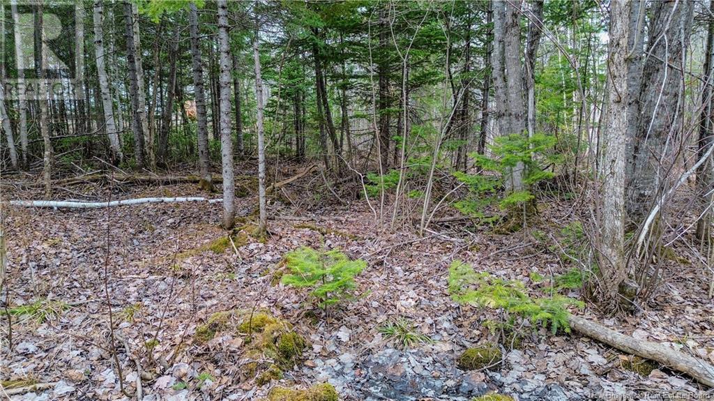 Na Morrison, Beresford, New Brunswick  E8K 2H8 - Photo 5 - NB111914