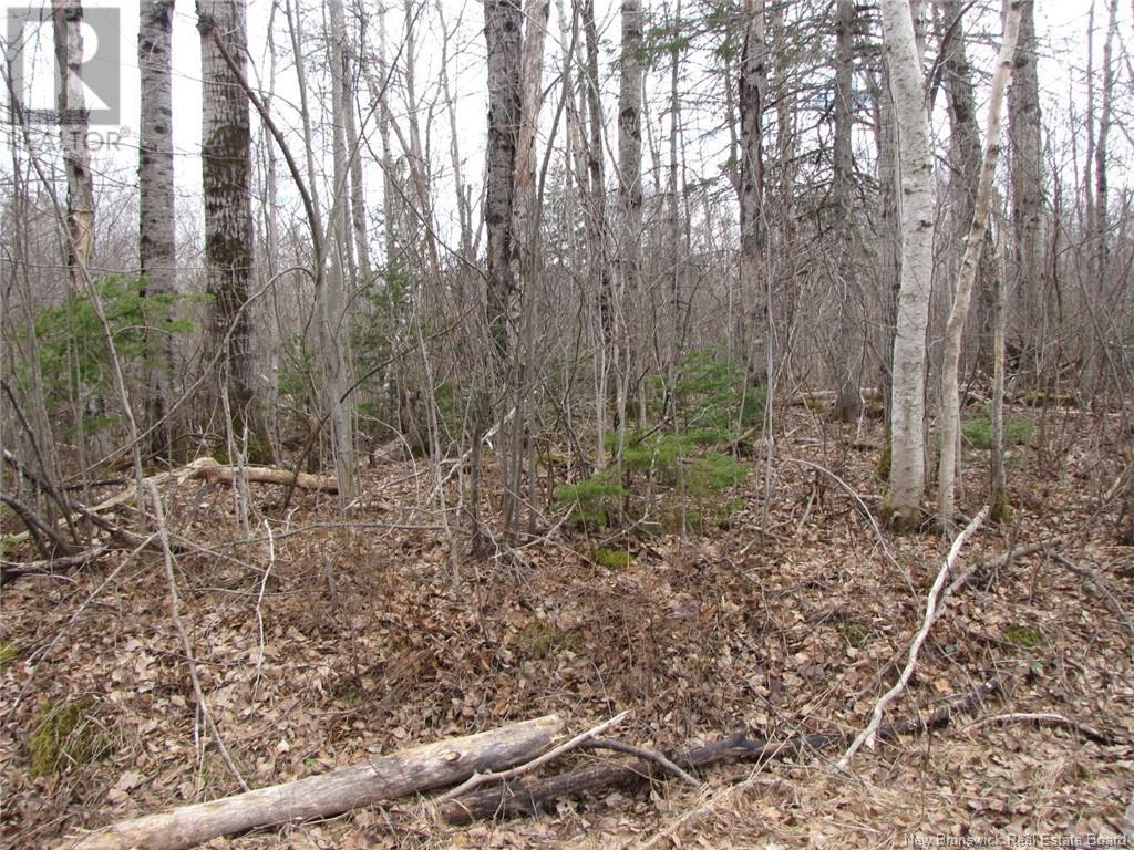 N/a Saint Damien Road, Saint-Paul, New Brunswick  E4T 2G2 - Photo 6 - NB116575
