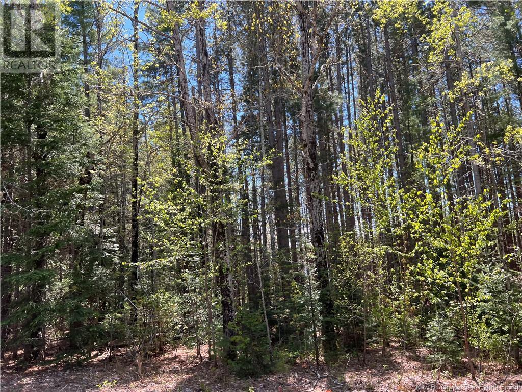 Large Waterfront Lot Route 510, Browns Yard, New Brunswick  E4T 4X2 - Photo 19 - NB117048