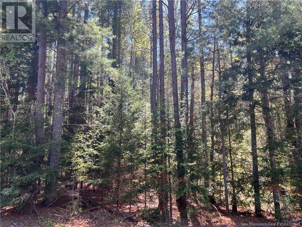Large Waterfront Lot Route 510, Browns Yard, New Brunswick  E4T 4X2 - Photo 20 - NB117048