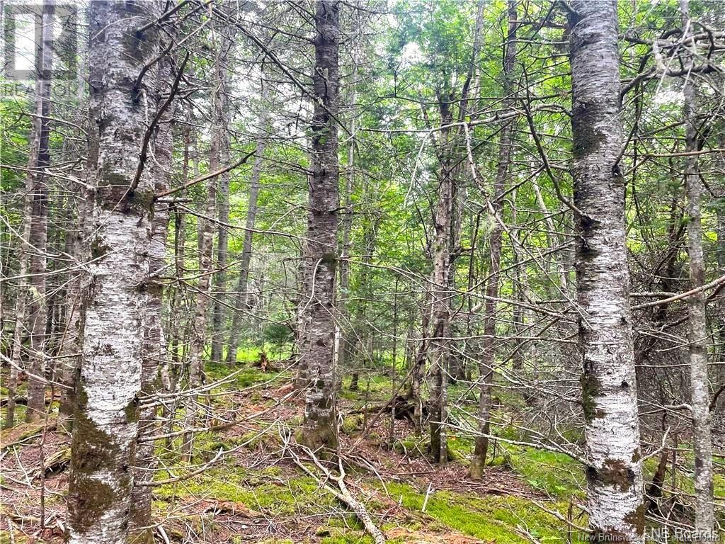 000 Hannah Road, Oak Haven, New Brunswick  E3L 3S3 - Photo 18 - NB116367