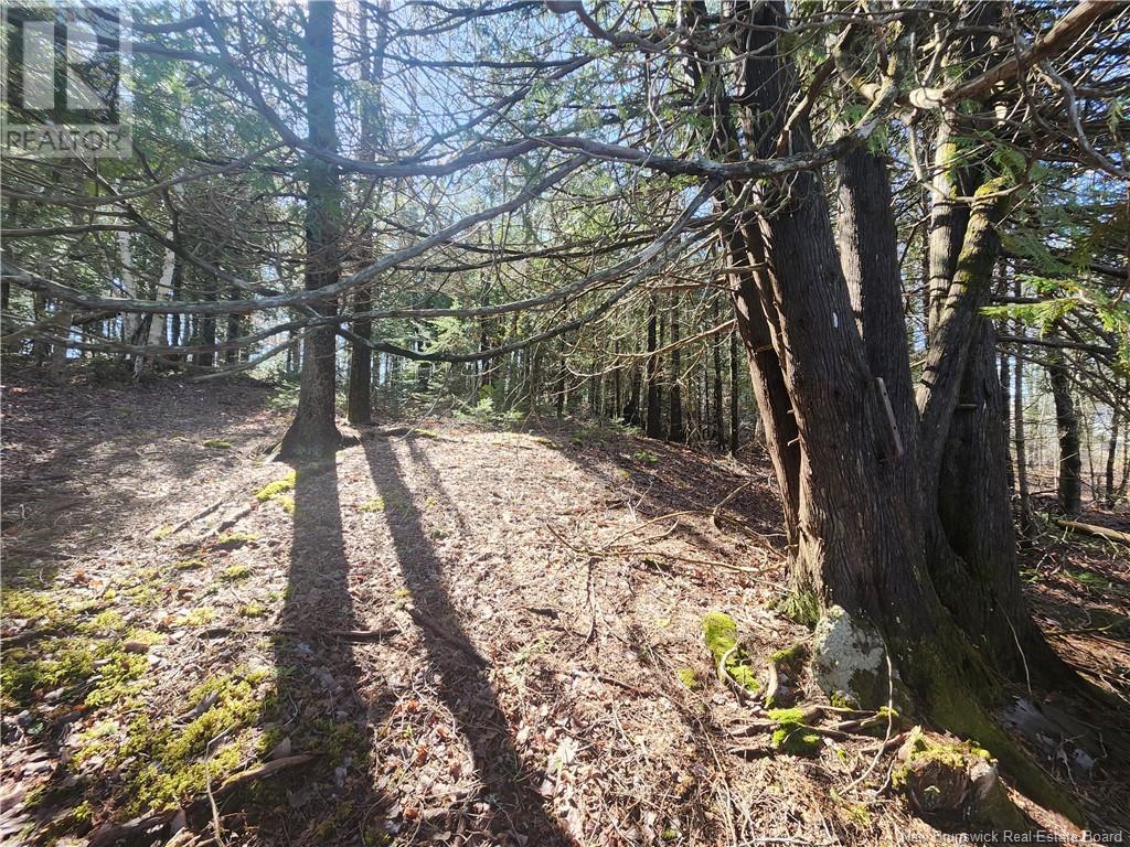 Vacant Lot Route 695, Whites Cove, New Brunswick  E4C 2B7 - Photo 2 - NB117161
