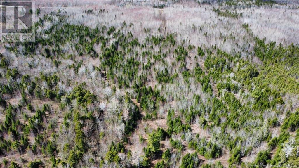 Lot Route 490, Champ Dore, New Brunswick  E4T 3H3 - Photo 6 - NB117596
