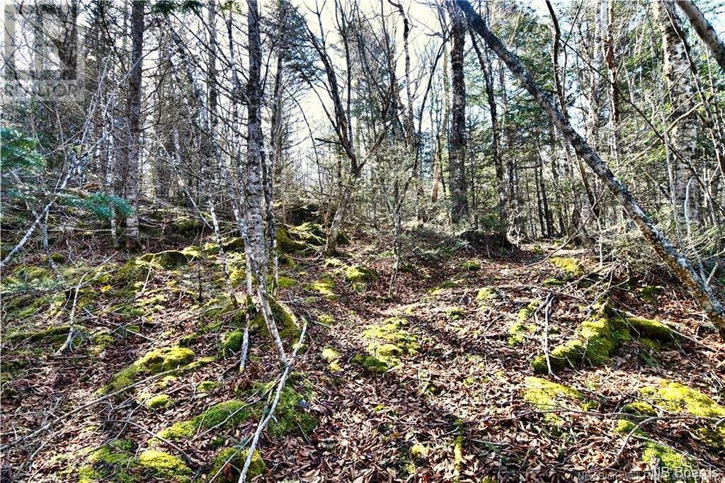Lot 88-109 Bunker Hill Road, Wilsons Beach, New Brunswick  E5E 1M3 - Photo 3 - NB117909