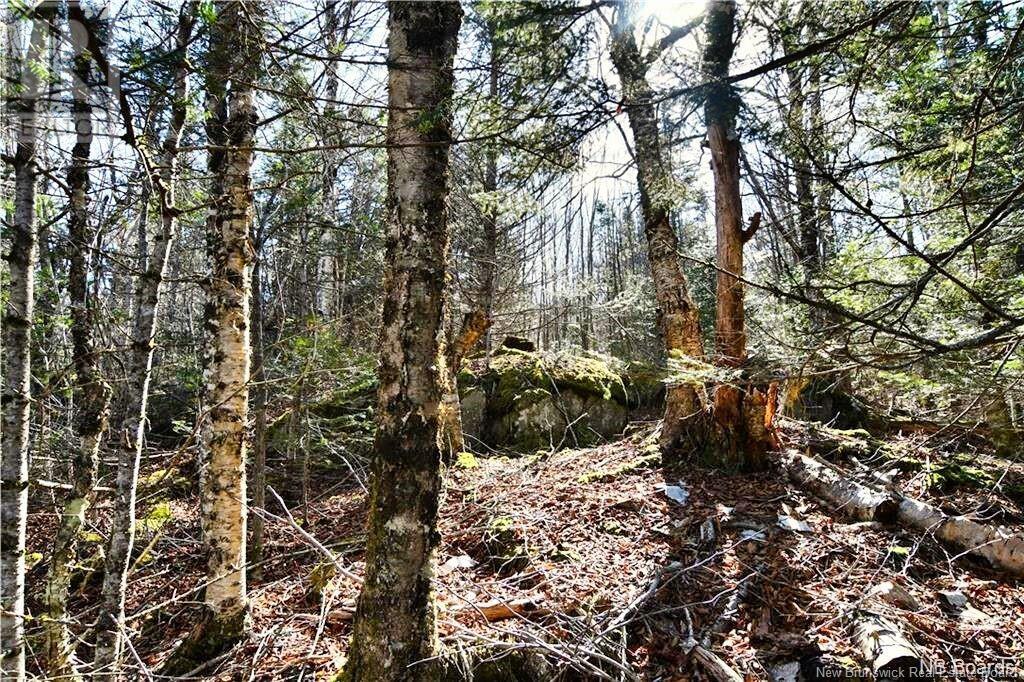 Lot 88-109 Bunker Hill Road, Wilsons Beach, New Brunswick  E5E 1M3 - Photo 4 - NB117909